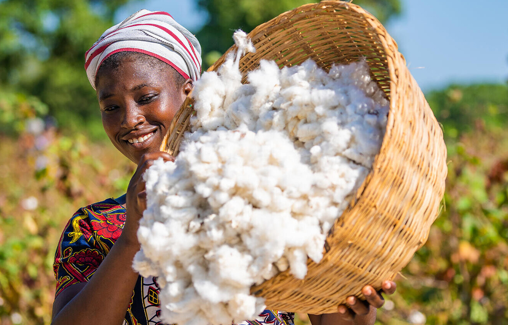 Performance agricole : le Bénin conforte son leadership dans la filière coton
